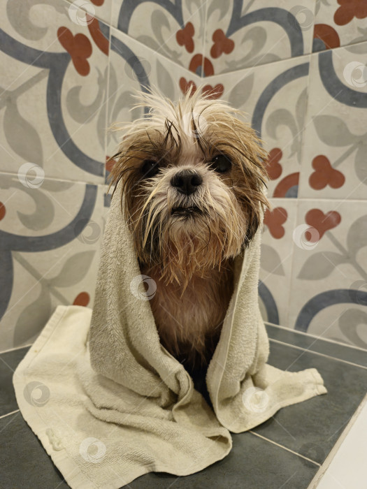 Скачать собака ши тцу в полотенце фотосток Ozero