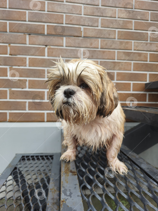 Скачать собака ши тцу стоит фотосток Ozero