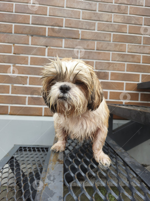 Скачать собака ши-тцу стоит фотосток Ozero