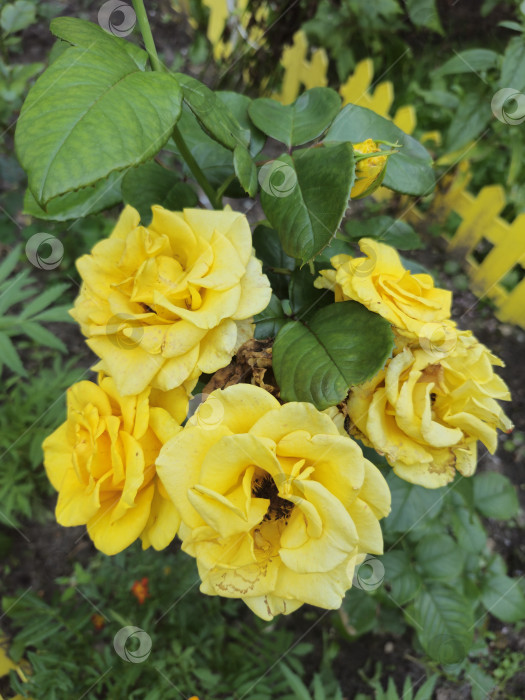 Скачать желтый цветок розы фотосток Ozero