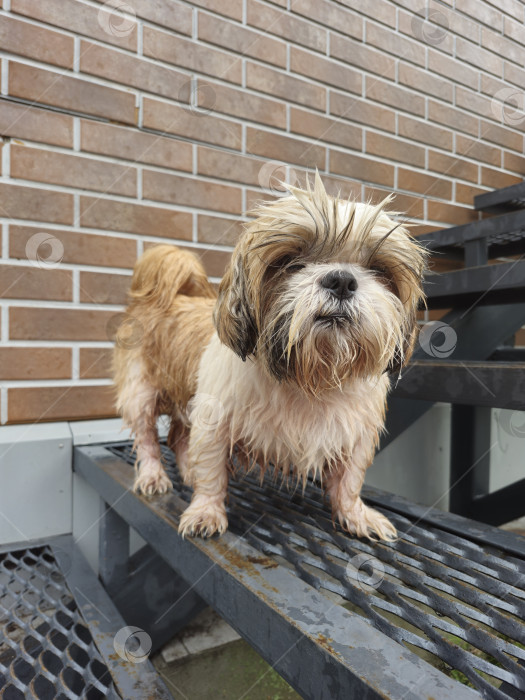 Скачать собака ши-тцу стоит фотосток Ozero