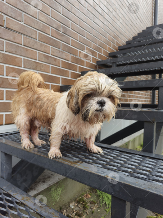 Скачать собака ши-тцу стоит фотосток Ozero