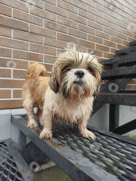 Скачать собака ши тцу стоит фотосток Ozero