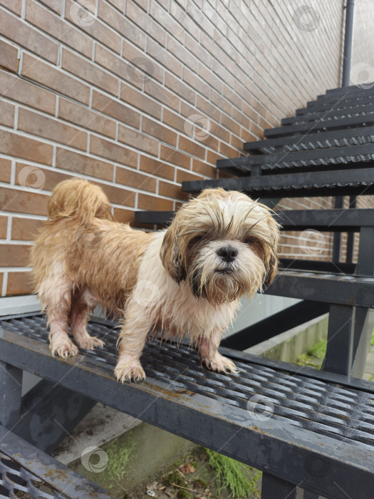 Скачать собака ши-тцу стоит фотосток Ozero