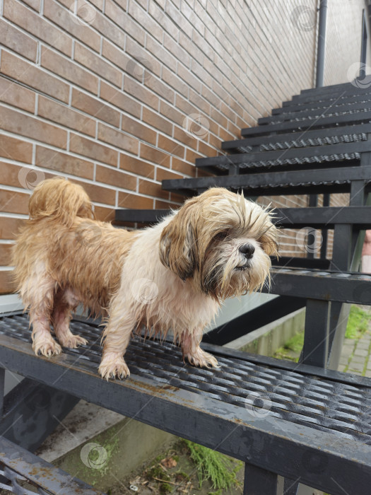 Скачать собака ши тцу стоит фотосток Ozero