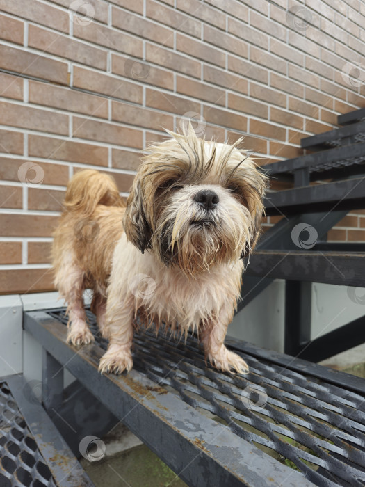 Скачать собака ши тцу стоит фотосток Ozero