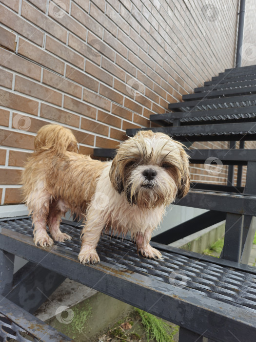 Скачать собака ши тцу стоит фотосток Ozero