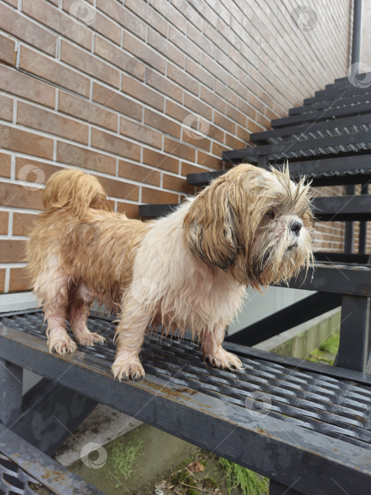 Скачать собака ши тцу стоит фотосток Ozero