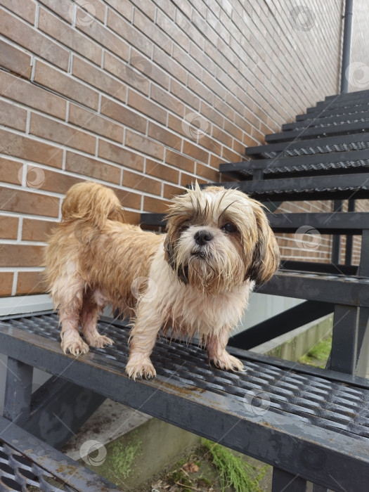 Скачать собака ши-тцу стоит фотосток Ozero