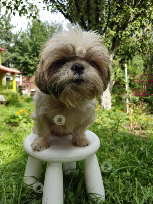 Скачать собака ши тцу сидит на стуле фотосток Ozero
