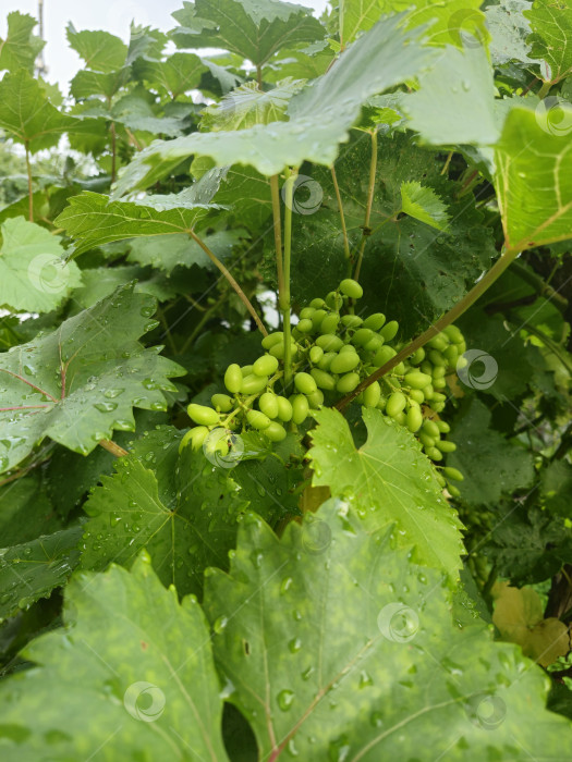 Скачать молодой зеленый виноград фотосток Ozero