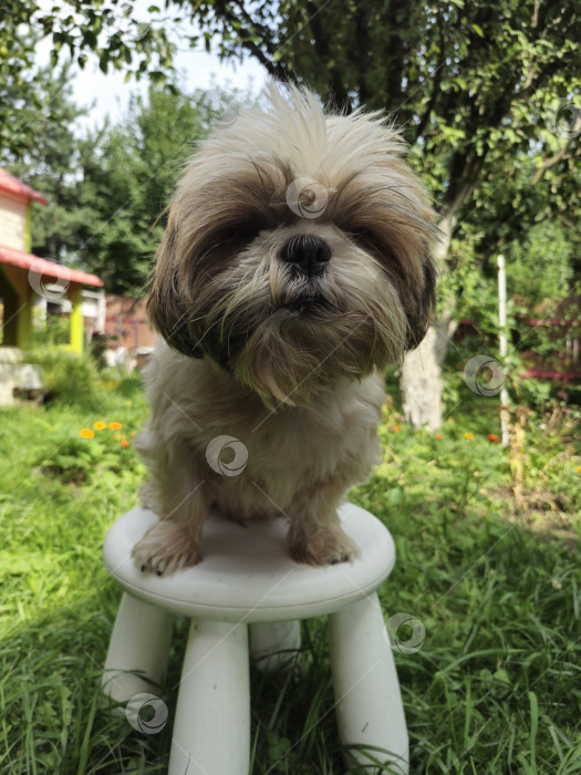 Скачать собака ши-тцу сидит фотосток Ozero