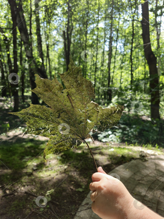 Скачать высушенный кленовый лист фотосток Ozero