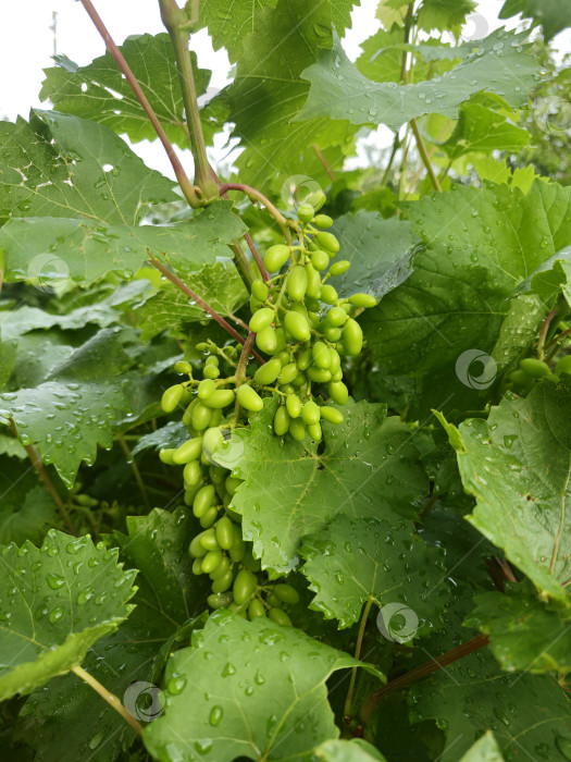 Скачать молодой зеленый виноград фотосток Ozero