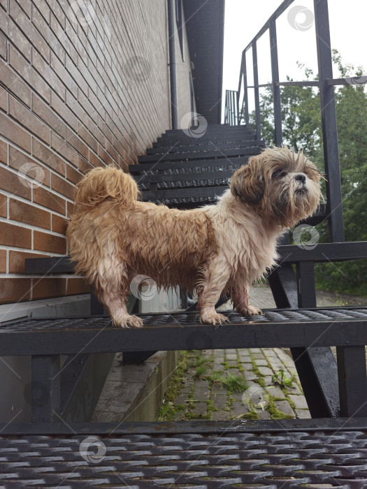 Скачать собака ши-тцу стоит фотосток Ozero