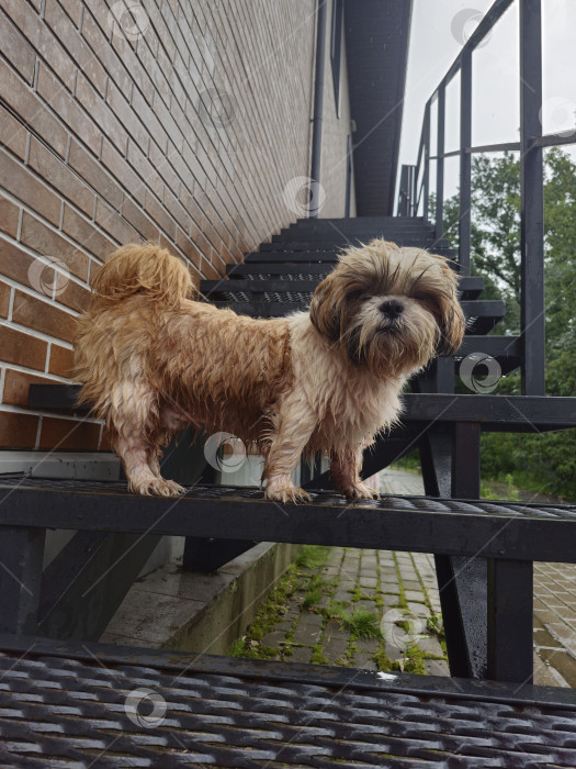 Скачать собака ши тцу стоит фотосток Ozero