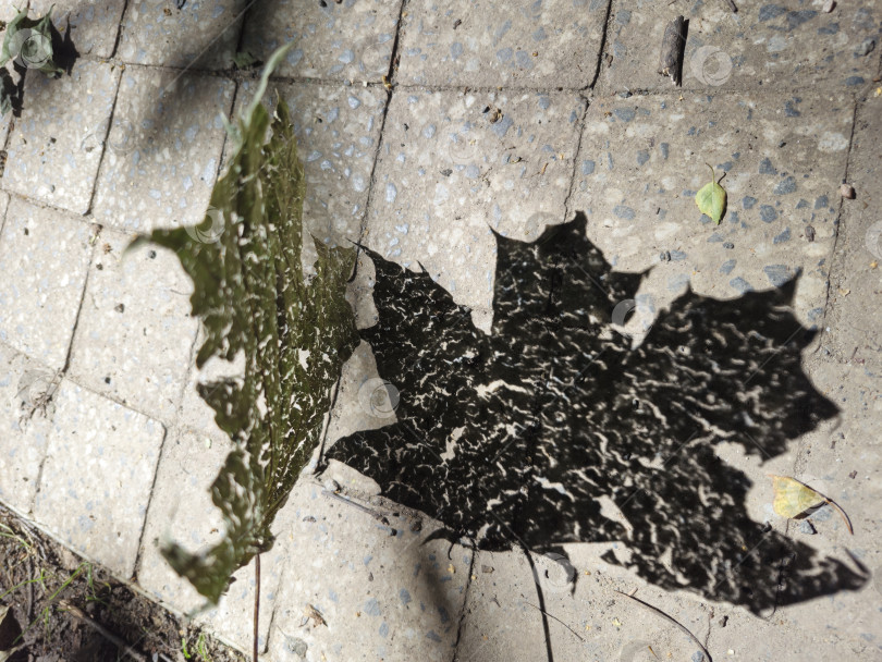 Скачать засохший кленовый лист фотосток Ozero