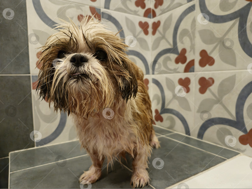 Скачать собака ши тцу фотосток Ozero