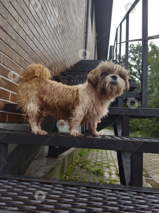 Скачать собака ши тцу стоит фотосток Ozero