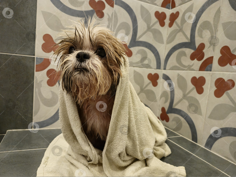 Скачать собака ши-тцу в полотенце фотосток Ozero