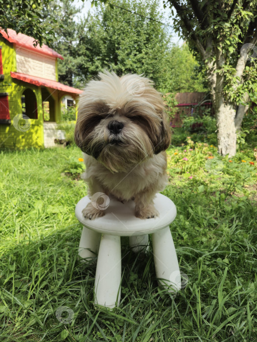 Скачать собака ши тцу сидит фотосток Ozero