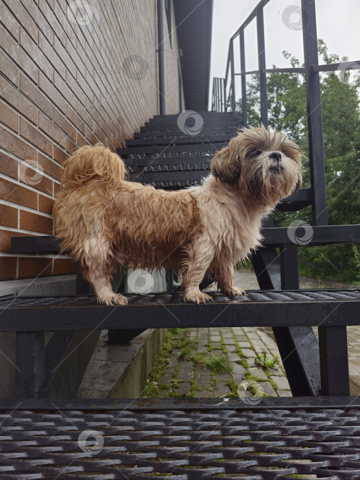 Скачать собака ши-тцу стоит фотосток Ozero