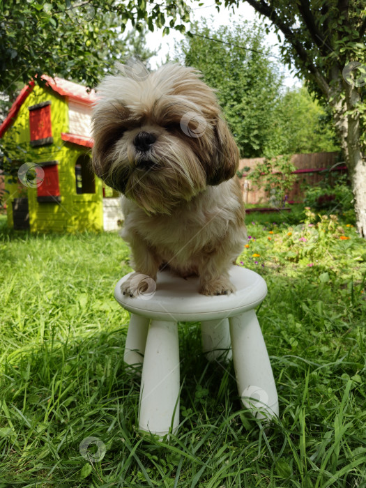 Скачать собака ши-тцу сидит фотосток Ozero