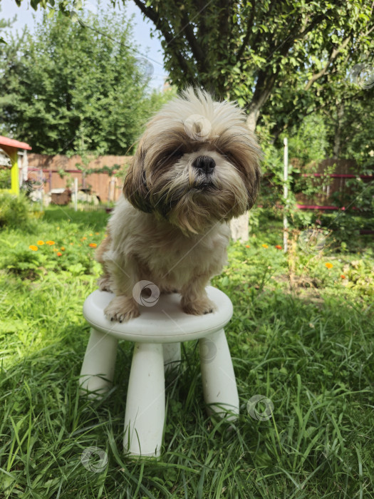 Скачать собака ши тцу сидит на стуле фотосток Ozero