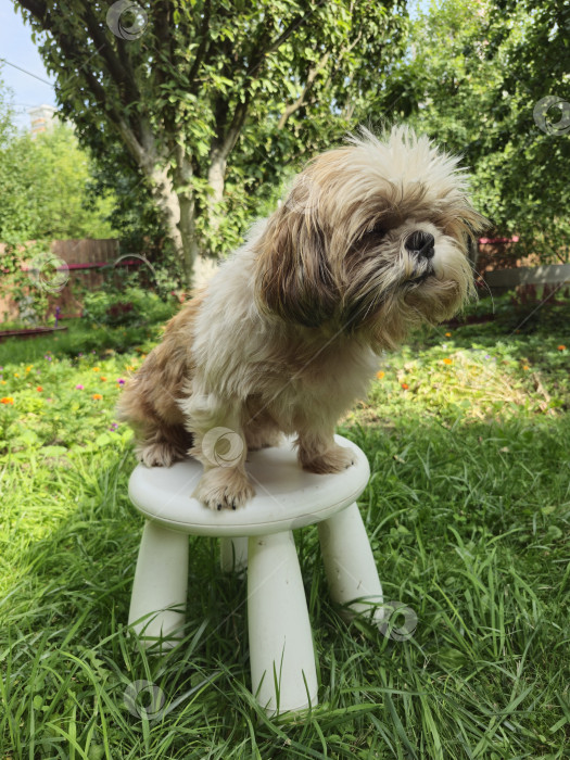 Скачать собака ши тцу сидит фотосток Ozero