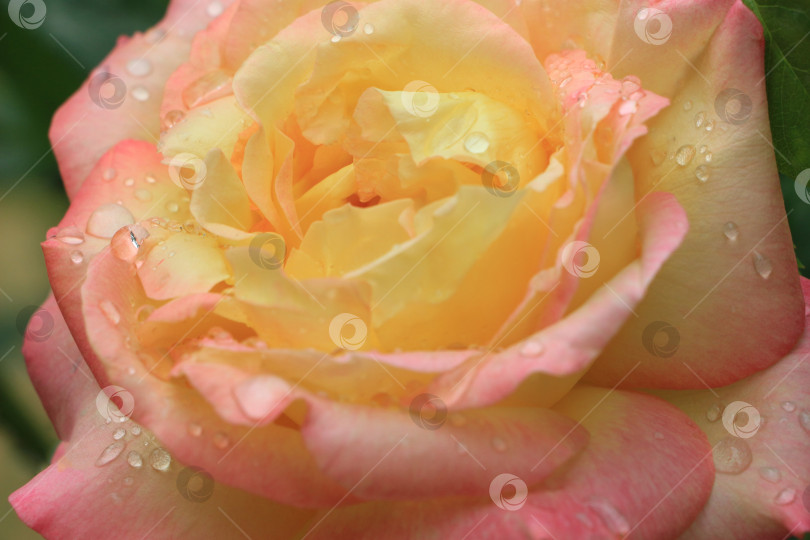 Скачать Крупный план красивой розы с нежно-розовыми и желтыми лепестками, украшенной капельками воды, демонстрирующей нежную текстуру и яркие цвета в окружении естественного сада. фотосток Ozero