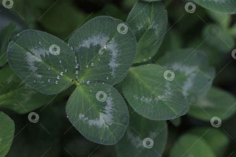Скачать Крупный план ярко-зеленых листьев клевера, украшенных капельками воды, демонстрирует замысловатую текстуру и естественную красоту пышного сада. фотосток Ozero