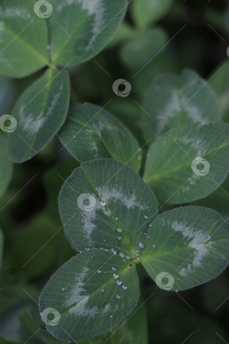 Скачать Крупный план зеленых листьев клевера с капельками воды, демонстрирующих яркие текстуры и естественные узоры, создает безмятежную и освежающую атмосферу на природе. фотосток Ozero
