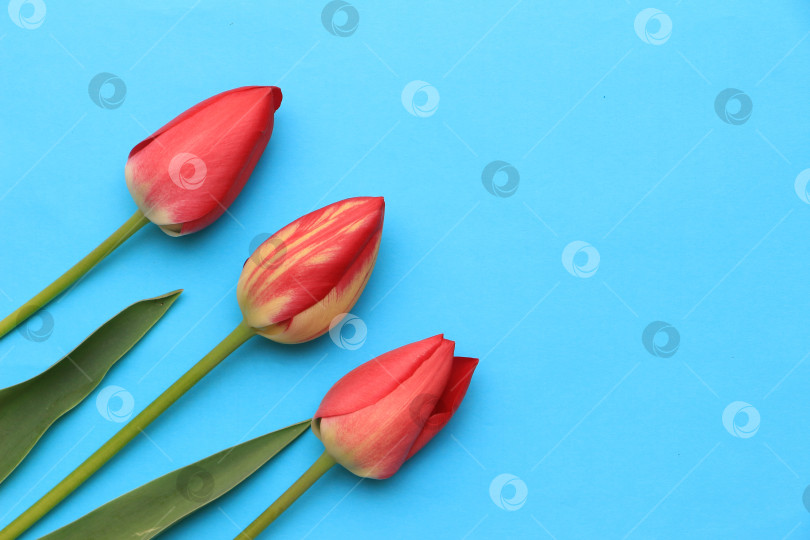 Скачать Три ярко-красных тюльпана с зелеными листьями, расположенные на ярко-синем фоне, демонстрируют красоту природы и цветочный дизайн в минималистичной композиции фотосток Ozero