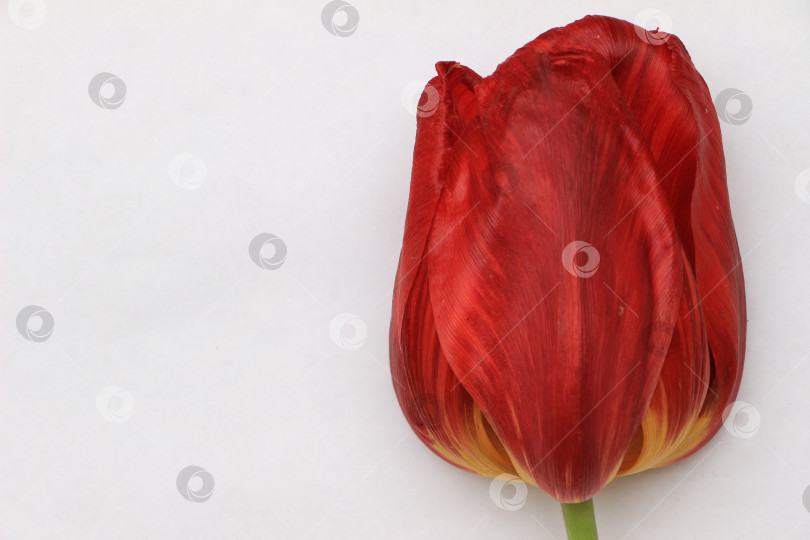 Скачать Ярко-красный тюльпан с нежными лепестками и зеленым стеблем, демонстрирующий естественную красоту на мягком белом фоне, идеально подходит для цветочного дизайна и декоративных концепций. фотосток Ozero