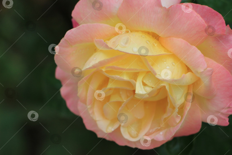 Скачать Крупный план прекрасной розы с нежно-розовыми и желтыми лепестками, украшенной капельками воды, демонстрирующими нежную текстуру и яркие краски цветочной красоты природы. фотосток Ozero