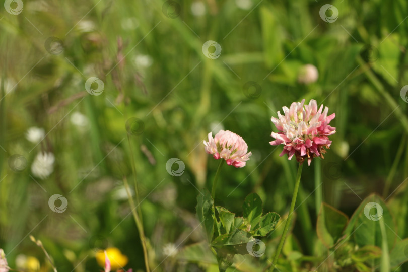 Скачать Цветы розового клевера распускаются среди пышной зеленой травы, демонстрируя нежные лепестки и яркие цвета, создавая безмятежную и естественную атмосферу на открытом воздухе, наполненную красотой и спокойствием фотосток Ozero
