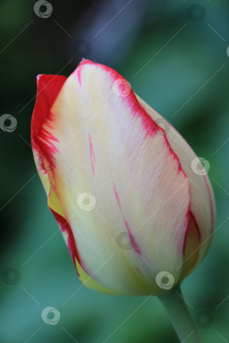 Скачать Яркий цветок тюльпана с нежными желтыми лепестками и яркими красными краями изящно выделяется на размытом зеленом фоне, демонстрируя естественную красоту и элегантность цветочного дизайна фотосток Ozero