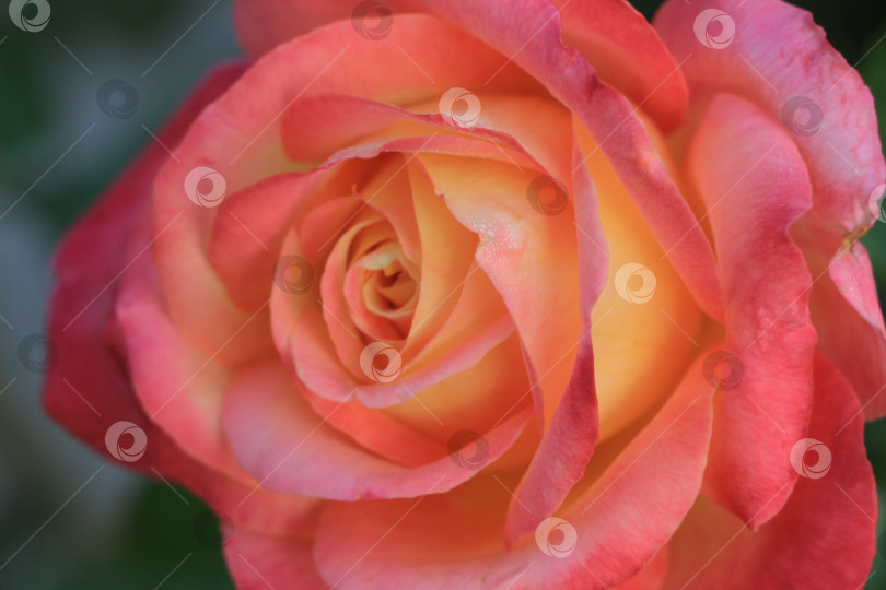 Скачать Крупный план яркого розово-оранжевого цветка розы с нежными лепестками и замысловатыми деталями, символизирующего красоту и мастерство природы в безмятежной обстановке сада. фотосток Ozero