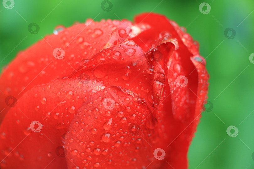 Скачать Крупный план ярко-красного лепестка розы, покрытого капельками воды, демонстрирует нежную текстуру и естественную красоту цветка на пышном зеленом фоне. фотосток Ozero