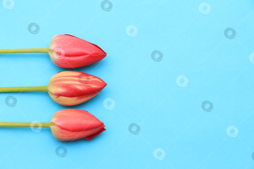 Скачать Три ярко-красных тюльпана с мягкими желтыми акцентами, расположенные на ярко-синем фоне, демонстрируют естественную красоту и элегантность цветочного дизайна и композиции фотосток Ozero