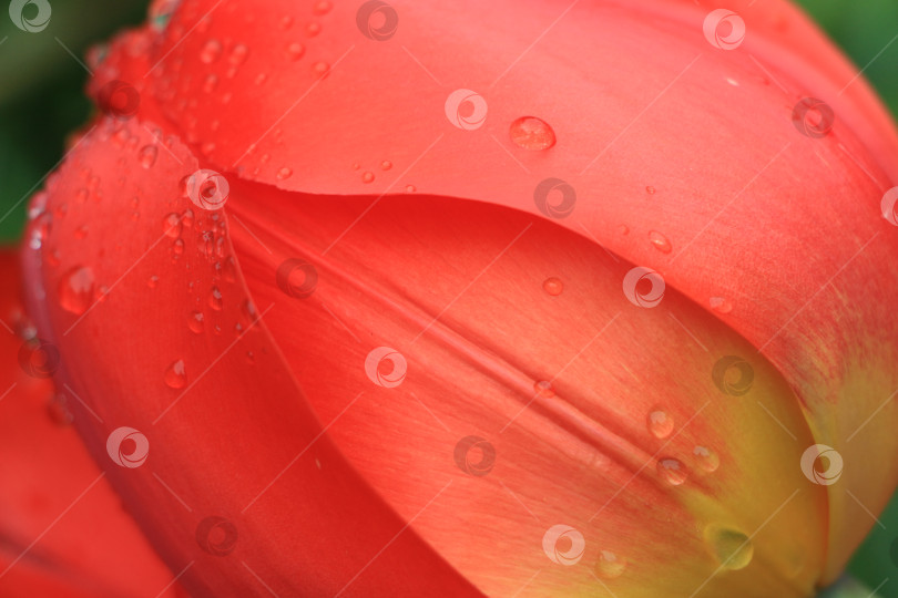 Скачать Крупный план ярко-красного лепестка тюльпана, украшенного капельками воды, демонстрирует его нежную текстуру и естественную красоту, символизируя свежесть и весеннее обновление фотосток Ozero