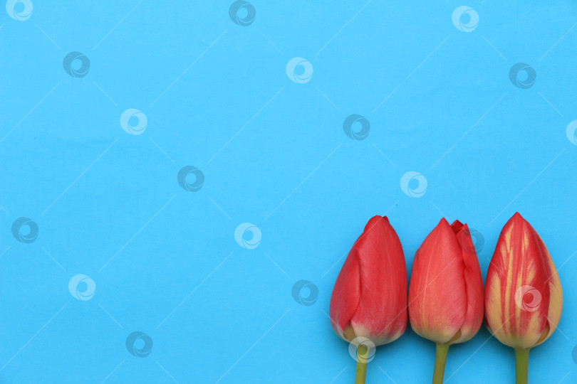 Скачать Три ярких красных тюльпана, расположенных на ярко-синем фоне, демонстрируют свои нежные лепестки и естественную красоту, создавая поразительный визуальный контраст и жизнерадостную атмосферу фотосток Ozero