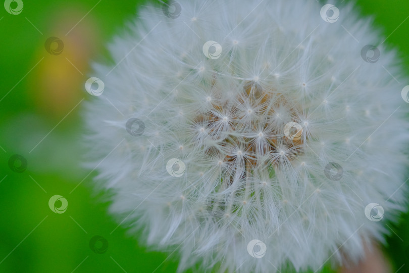 Скачать Крупный план головки одуванчика, демонстрирующей нежный белый пушок на ярком зеленом фоне, символизирующий красоту природы и круговорот жизни. фотосток Ozero