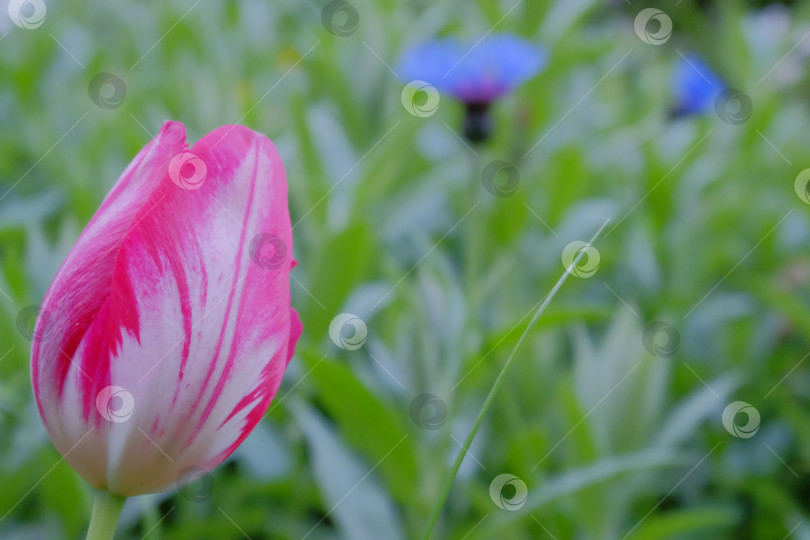 Скачать Яркие розовые и белые тюльпаны выделяются на пышном зеленом фоне, окруженные яркими цветами, демонстрируя красоту весеннего цветения и мастерство природы фотосток Ozero