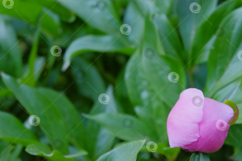 Скачать Нежный розовый бутон пиона, уютно расположившийся среди яркой зеленой листвы, демонстрирует красоту природы и замысловатые детали цветения в безмятежной обстановке сада фотосток Ozero