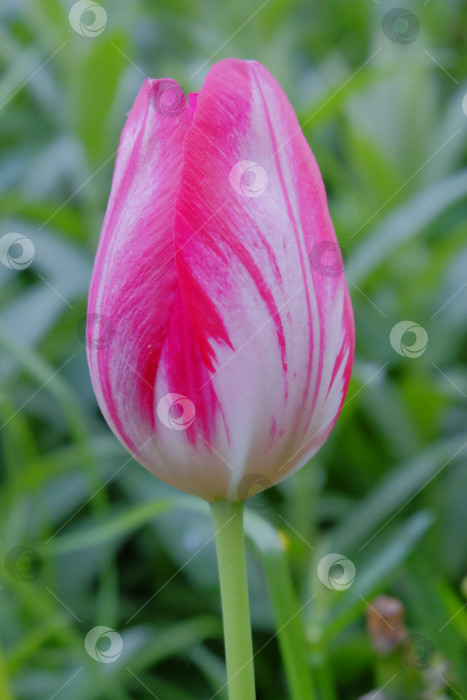 Скачать Яркие розовые и белые тюльпаны возвышаются среди пышной зеленой листвы, демонстрируя нежные лепестки и естественную красоту в безмятежной обстановке сада, символизируя весеннее обновление фотосток Ozero