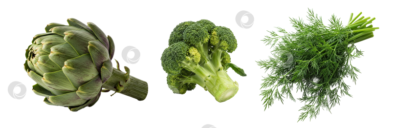 Скачать Свежие артишоки, брокколи и пучок укропа на прозрачном фоне. Композиция из полезных овощей для продуктов питания и концепция правильного питания. фотосток Ozero