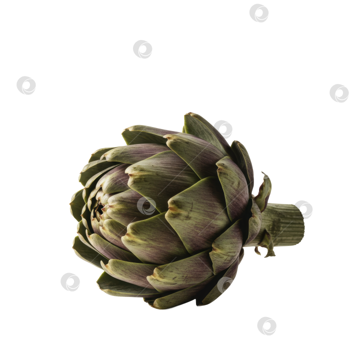 Скачать Свежий сырой артишок на прозрачном фоне. Ингредиент для здорового питания и приготовления пищи для книги рецептов или продуктового магазина. фотосток Ozero