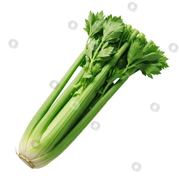 Скачать Свежие зеленые стебли сельдерея с листьями на прозрачном фоне - воплощение концепции здорового питания и кулинарии. фотосток Ozero