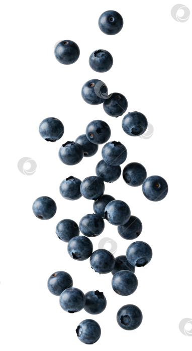 Скачать Множество падающих ягод черники на прозрачном фоне. Концепция здорового питания с использованием натуральных фруктовых ингредиентов. фотосток Ozero